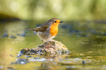 Aves