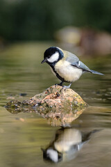 Aves