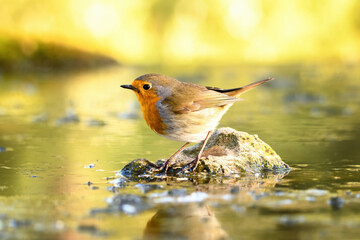 Aves