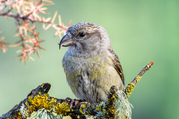 Aves