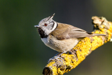 Aves