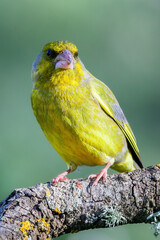 Aves