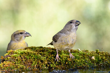 Aves