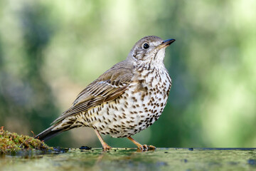 Aves