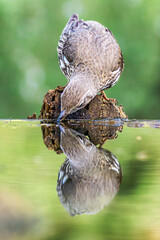 Aves