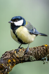 Aves