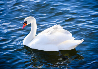 Obraz premium swan on the water