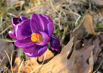 Purple crocus flower, Crocus vernus, Purpureus Grandiflorus, flower of spring