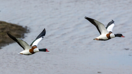 Fototapeta na wymiar Pair of male and female shelducks in flight.