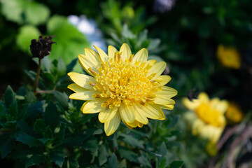 A close up on a yellow flower
