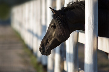 Horse portrait in paddock