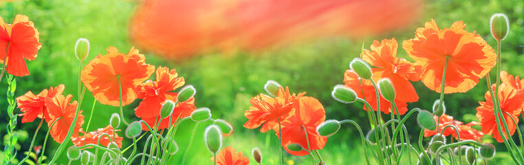 Springtime background with blooming garden poppies closeup. Horizontal banner with copy space for text