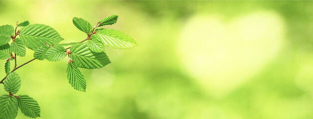 Spring background, horizontal banner - view of the beech leaves on the branch in the forest on a sunny day, close up, with space for text - obrazy, fototapety, plakaty