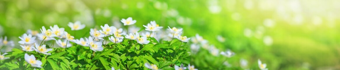 Spring landscape, banner, panorama - view of the anemone nemorosa in the spring forest in the rays of the sun. Horizontal background with copy space for text