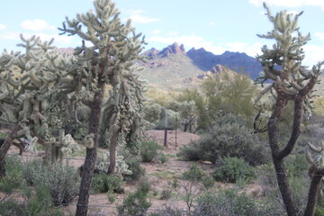 joshua tree national park