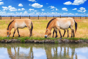 Summer landscape - view of a herd of Przewalski's horses grazing near a reservoir in the dry...