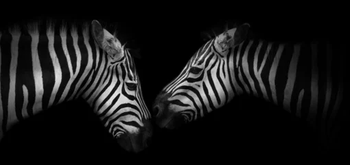Poster Close-up view of two zebras on a black background, banner in black-and-white color with copy space for text © rustamank