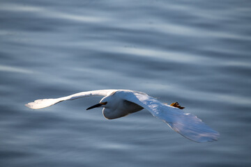 Beautiful and majestic Egrets on the hunt for an early morning meal in a marsh