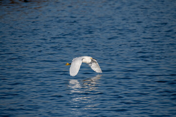 Beautiful and majestic Egrets on the hunt for an early morning meal in a marsh