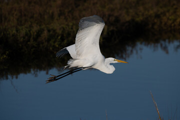 Beautiful and majestic Egrets on the hunt for an early morning meal in a marsh