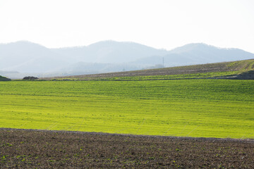春の輝く牧草畑と青空
