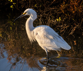 Beautiful and majestic Egrets on the hunt for an early morning meal in a marsh