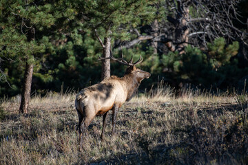 Naklejka na ściany i meble Large Bull Elk displaying their large antlers in the Rocky Mountains of Colorado USA.