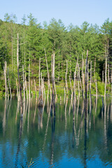 春の青空を映す青い池の水面　美瑛町
