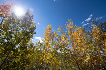 Beautiful fall colors on display in the Rocky Mountains of Colorado USA. The colors are displayed mainly by the Asp[en tree which changes colors every fall.