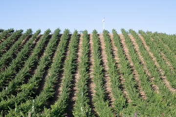 Beautiful vineyards create lovely landscapes.