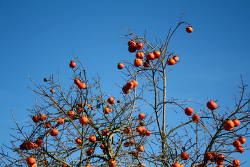 Persimmon tree on blue sky
