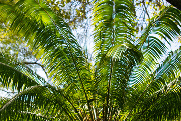 A thin palm with leaves fanning out over a bright sky - fresh and vibrant foliage 