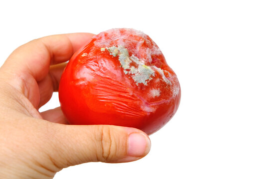 Close-up Shriveled Red Tomato Covered With Gray, White Fluffy Mold, Concept Mold Fungi On Surface Products, Spore Contamination Food, Mycotoxins Affect People's Health, Rotting Food