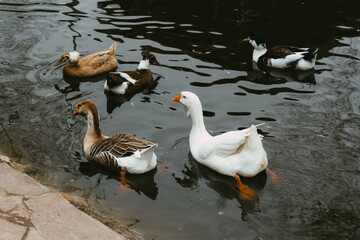 goose and ducks