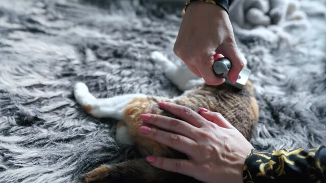 A woman combing calico Devon Rex cat with a brush . High quality 4k footage