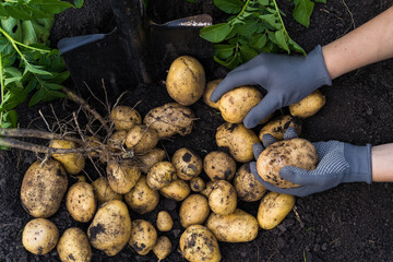 women's hands in gloves with a harvest of freshly dug potatoes on the ground, vegetables gardening