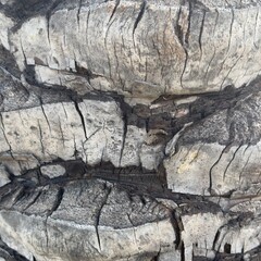 texture of wood