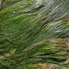 background of grass