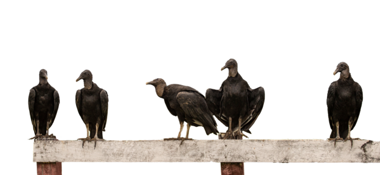 a group of black vultures isolated on transparent background for design and advertisement; tropical wild birds standing on the fence