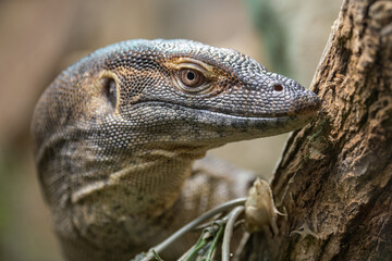 Mertens portrait of a monitor lizard.