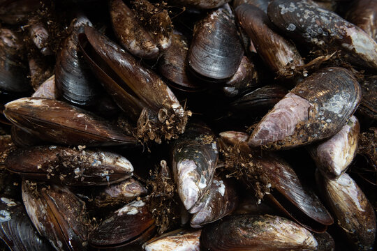 Fresh mussels