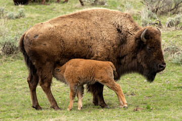Bison cow nursing calf; Yellowstone National Park; Wyoming