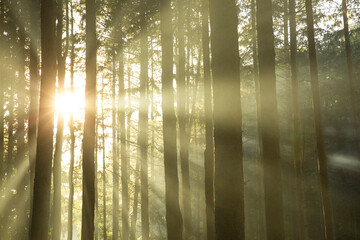 Beautiful sunlight at the forest
