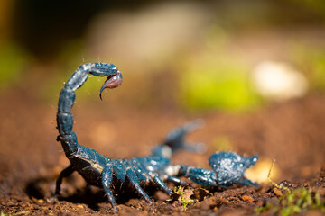 Kaiserskorpion Stachel