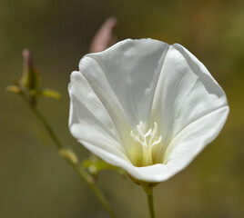 Island False Bindweed Flower (Calystegia Macrostegia)