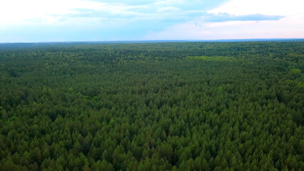 Top view of horizon of green forest and blue sky. Clip. Beautiful landscape of dense green forest on background of horizon with sky. Wild green forest to horizon with blue sky
