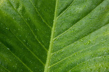 Gotas de água brilham sobre folhaa verde em uma fotografia que captura a essência da natureza. Uma imagem que inspira calma, pureza e equilíbrio.