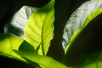 Composição com folhas verdes e amarelas em uma fotografia que captura a essência da natureza. Uma imagem que inspira calma, pureza e equilíbrio. 