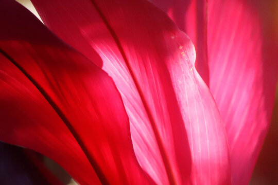 Composi&ccedil;&atilde;o com folhas vermelho e rosa em uma fotografia que captura a ess&ecirc;ncia da natureza. Uma imagem que inspira energia, coragem, vivacidade. 