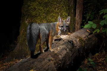 Grey Fox (Urocyon cinereoargenteus) hunting at night.